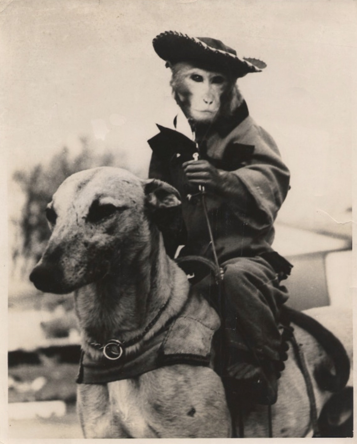 monkey jockey 1950s - 0